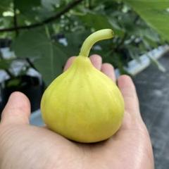 売れ筋がひ！ Yellow KSA メルカリ - イチジク 挿木苗 2年生苗 果樹
