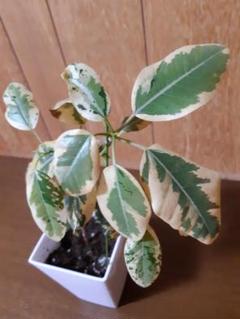 fukuchan　　　フランスゴム斑入り　綺麗ですよー 楽天市場】観葉植物/フィカス：ルビキノーサ（フランスゴム
