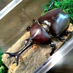 優美宝物優美80mm頭角幅18mmぐらい特大野生大型カブトムシ標本