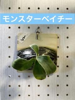 2025年最新】モンスターベイチーの人気アイテム - メルカリ