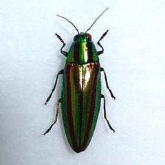 ヤマトタマムシ　標本19♂3♀ 約40mm〜38mm ヤマトタマムシ♀3頭 未展脚標本 検索【タマムシ