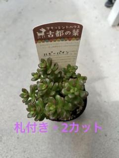 ❣️札付き 多肉植物 セダム 古都の葉さん苗★3苗セット★ ❣️札付き 多肉植物 セダム 古都の葉さん苗☆3苗セット☆