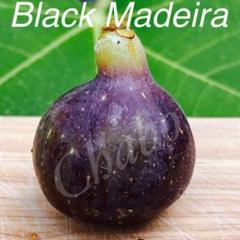 イチジクの良苗。Black Madeira - メルカリ