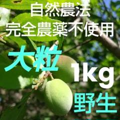 兵庫県産 完全無農薬/自然農（白加賀）青梅　5kg 白加賀・青梅】自然栽培 農薬・化学肥料不使用！サイズ混合1kg