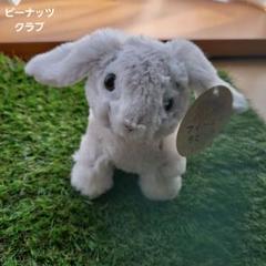 レア★希少★ピーナッツクラブ★カーメッセージ付きぬいぐるみ★ウサギのパング★5体 ピーナッツクラブ うさぎ ぬいぐるみ - メルカリ