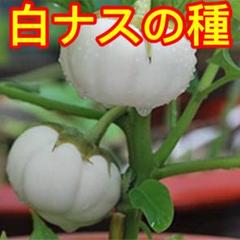 ベトナム 白ナスの種 50粒