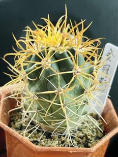 純黄刺 金冠竜 実生 鉢植えメルカリ便発送( •ω- )☆ サボテン：フェロカクタス 黄刺金冠竜 実生*幅6cm 現品！一品