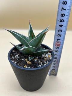 ピングイキュラ 斑入り　超特大25cm　サンスベリア　ロリダ　サンセベリア お歳暮・冬ギフト2025｜ギフト・贈り物はセブン 斑入り