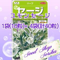 コモンセージ 家庭菜園 野菜 ハーブ 種