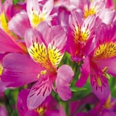 アリストメリアの検索結果 メルカリ