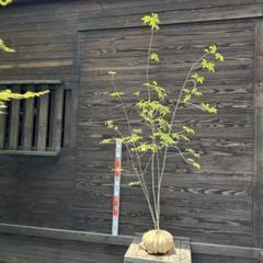 自生山採り/アオダモ/大株【現品発送】管理70454