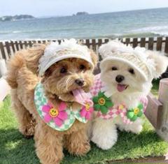ホワイトバイザー 刺繍犬デザイン 新品未使用 PXG 刺繍立体ロゴ ホワイト バイザー - メルカリ