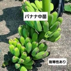 バナナ、アジア美味1位。究極糖度＝クルアイ・カイ＝210