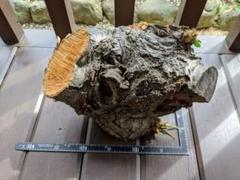 桜の木 桜の枝 切り株 切株 流木 ハンドメイド 工作