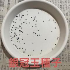 ロホホラ 疣銀冠玉の実生 鉢植えメルカリ便送料込み 3 大疣皺銀冠玉 サボテン ロホホラ - メルカリ