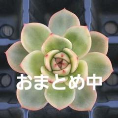 専用　ブロリー錦　サル錦　希少　血斑品種　発根済み　多肉植物　輸入苗 66 サル錦 輸入苗 多肉植物 - メルカリ