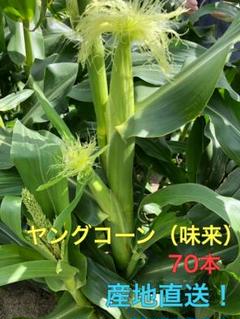 ヤングコーン 5kg 70本
