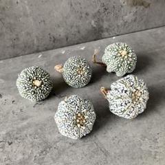 A1297限定セット★オークション販売★ 5株セット！スーパー兜 Vタイプ アストロフィツム スーパー兜 Vタイプ 1 Astrophytum asterias