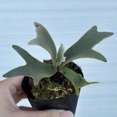 P. willinckii 'Jenny' TC 1625 - メルカリ