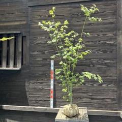 コハウチワカエデ/山採り天然木【現品発送】管理70447 コハウチワカエデ/山採り天然木【現品発送】管理70447