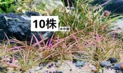 ・エキノドルステネルス　レッド(ピンク)　グリーン化株のみ　水中葉　50株 エキノドルステネルス レッド(ピンク) グリーン化株のみ 水中葉