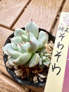 そわそわ　札付きポットごと　メルカリ便　ミックスベリア　おらいさん苗 札付きポットごとメルカリ便おらいさん苗ミックスベリア3点