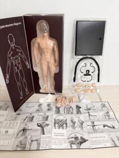 HiPlay JIAOUDOLL デッサン人形 細マッチョ 普通肌 シームレス