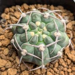 スーパーバッテリー 実生① ギムノカリキウム サボテン - メルカリ