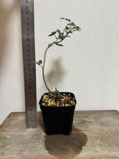 ブルセラ アプテラ 挿し木 発根済