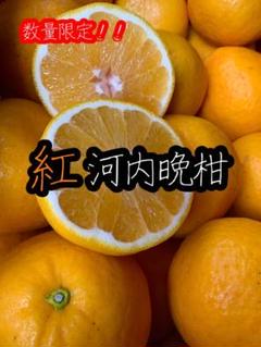 数量限定! 愛媛県産 紅河内晩柑 混合箱込み約4.9Kg 柑橘 ミカン