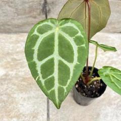 2025年最新】anthurium zaraの人気アイテム - メルカリ