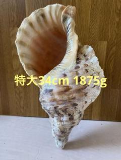 ほら貝　法螺貝　特大　レア　35cm　1298g　重厚 法螺貝 特大ホラ貝 34cm 直線 重さ1875g - メルカリ