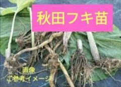 岩手県産 秋田フキ 3kg 2025年最新】秋田県産秋田フキの人気アイテム - メルカリ