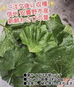 本日限り特価！岩手県産　天然葉わさび苗 100本 根付き 楽天市場】ワサビ 苗 【山菜 わさび大根】 4号ポット苗 山葵