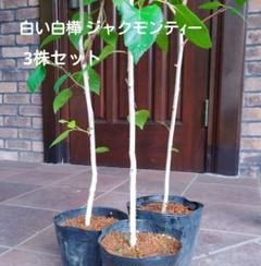 シラカバ苗木 白樺ジャクモンティー5号鉢 3株セット 幹の白い