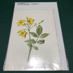 英国　Kew Garden オーキッドのスケッチのプリント木製フレ入り付き 英国 Kew Garden オーキッドのスケッチのプリント木製フレ入り