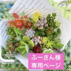苗ページです！ 53株 F582 エケベリア カット苗 韓国苗 サボテン 多肉植物