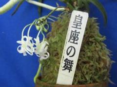 【希少】『 富貴蘭 』　田口源夫 編著　池田書店 2025年最新】富貴蘭 本の人気アイテム - メルカリ