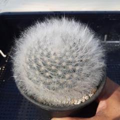 月晃殿 実生 鉢植え メルカリ便送料込み サボテン 月光殿 鉢ごと発送 - メルカリ
