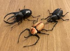 いきもの大図鑑　グラントシロカブト　モーレンカンプオオカブト ノコギリタテヅノ