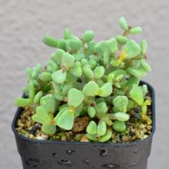 ケラリア ピグマエア 雄雌セット : 多肉植物のお店 彩香 Yahoo