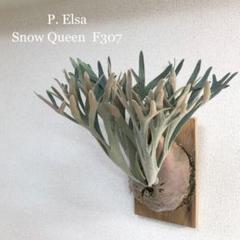 ≪超目玉★12月≫ 子株】P. Elsa Snow Queen F307 ビカクシダ 子株 OC - メルカリ ビカクシダ