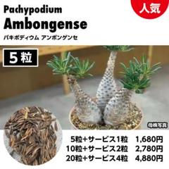 海外実生のアンボンゲンセ🪴 日本実生とはサイズが全然違う