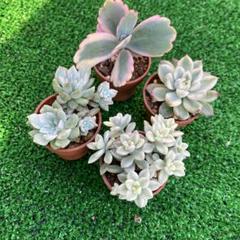 多肉植物♡4種錦 ミニ苗セット♡ - メルカリ