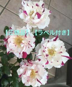 【レア薔薇】【ラベル付】【正規品接木苗】イチゴイチエ　一期一会【大苗】 開花苗 イチゴイチエ 一期一会 バラ苗 接木大苗｜Yahoo!フリマ