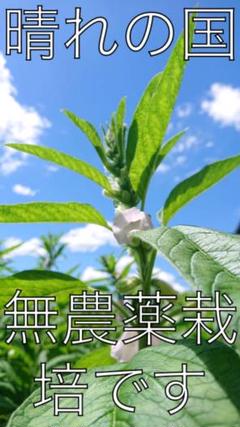 金ごま 新物洗いゴマ50g(無農薬栽培)