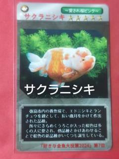 金魚カード　サクラニシキ