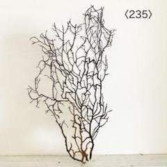 ウミウチワ〈235〉