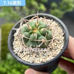 魔天竜 実生 鉢植えメルカリ便送料込み