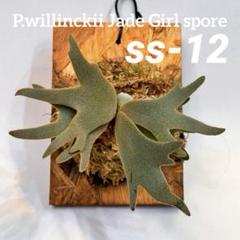◇◇◇P.willinckii Jade Girl spore（ss-12板） - メルカリ